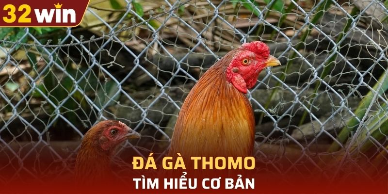 Tìm hiểu cơ bản về loại hình đá gà Thomo